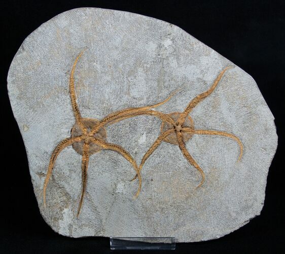 Great Double Starfish/Brittle Star Fossil #1939
